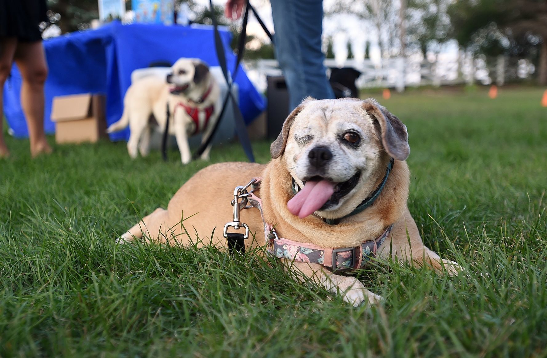 Pets on Parade